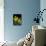 Daffodil in Bloom, New York, New York, USA-Paul Sutton-Photographic Print displayed on a wall