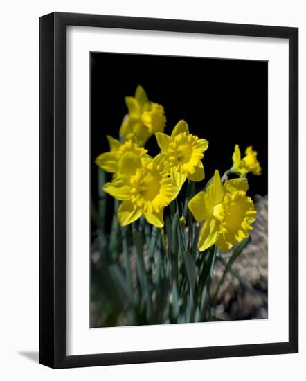 Daffodil in Bloom, New York, New York, USA-Paul Sutton-Framed Photographic Print