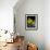 Daffodil in Bloom, New York, New York, USA-Paul Sutton-Framed Photographic Print displayed on a wall