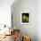 Daffodil in Bloom, New York, New York, USA-Paul Sutton-Framed Photographic Print displayed on a wall