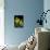 Daffodil in Bloom, New York, New York, USA-Paul Sutton-Mounted Photographic Print displayed on a wall