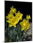 Daffodil in Bloom, New York, New York, USA-Paul Sutton-Mounted Photographic Print