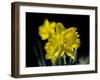 Daffodil in Bloom, New York, New York, USA-Paul Sutton-Framed Photographic Print