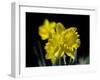 Daffodil in Bloom, New York, New York, USA-Paul Sutton-Framed Photographic Print