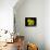 Daffodil in Bloom, New York, New York, USA-Paul Sutton-Mounted Photographic Print displayed on a wall