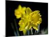 Daffodil in Bloom, New York, New York, USA-Paul Sutton-Mounted Photographic Print