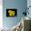 Daffodil in Bloom, New York, New York, USA-Paul Sutton-Photographic Print displayed on a wall