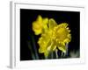 Daffodil in Bloom, New York, New York, USA-Paul Sutton-Framed Photographic Print