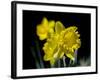 Daffodil in Bloom, New York, New York, USA-Paul Sutton-Framed Photographic Print