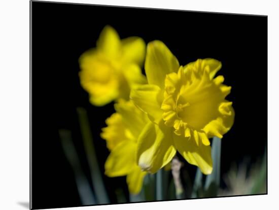 Daffodil in Bloom, New York, New York, USA-Paul Sutton-Mounted Photographic Print