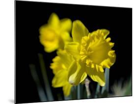 Daffodil in Bloom, New York, New York, USA-Paul Sutton-Mounted Photographic Print