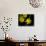 Daffodil in Bloom, New York, New York, USA-Paul Sutton-Photographic Print displayed on a wall