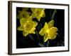 Daffodil in Bloom, New York, New York, USA-Paul Sutton-Framed Photographic Print