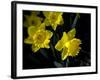 Daffodil in Bloom, New York, New York, USA-Paul Sutton-Framed Photographic Print