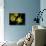 Daffodil in Bloom, New York, New York, USA-Paul Sutton-Mounted Photographic Print displayed on a wall