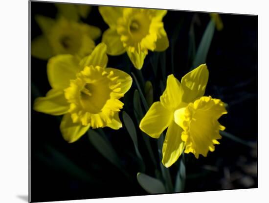 Daffodil in Bloom, New York, New York, USA-Paul Sutton-Mounted Photographic Print