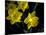 Daffodil in Bloom, New York, New York, USA-Paul Sutton-Mounted Photographic Print