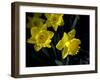 Daffodil in Bloom, New York, New York, USA-Paul Sutton-Framed Photographic Print