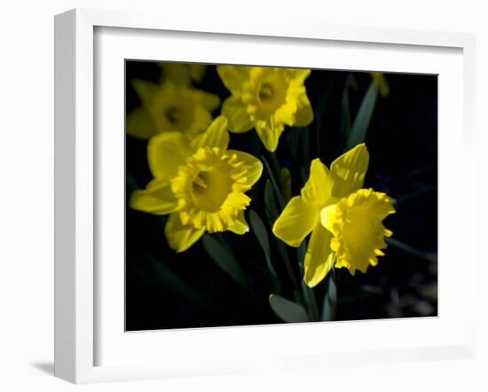 Daffodil in Bloom, New York, New York, USA-Paul Sutton-Framed Photographic Print