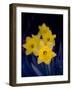 Daffodil in Bloom, New York, New York, USA-Paul Sutton-Framed Photographic Print