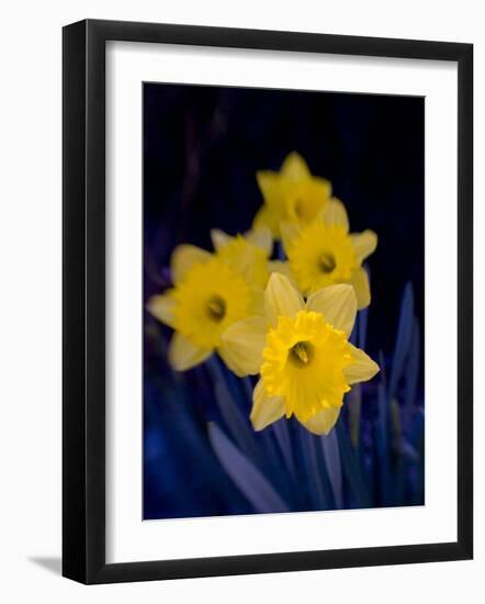 Daffodil in Bloom, New York, New York, USA-Paul Sutton-Framed Photographic Print