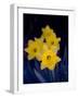 Daffodil in Bloom, New York, New York, USA-Paul Sutton-Framed Photographic Print