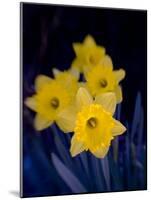 Daffodil in Bloom, New York, New York, USA-Paul Sutton-Mounted Photographic Print