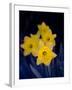 Daffodil in Bloom, New York, New York, USA-Paul Sutton-Framed Photographic Print