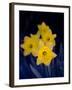 Daffodil in Bloom, New York, New York, USA-Paul Sutton-Framed Photographic Print