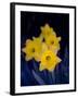 Daffodil in Bloom, New York, New York, USA-Paul Sutton-Framed Photographic Print