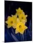 Daffodil in Bloom, New York, New York, USA-Paul Sutton-Mounted Photographic Print