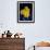 Daffodil in Bloom, New York, New York, USA-Paul Sutton-Framed Photographic Print displayed on a wall