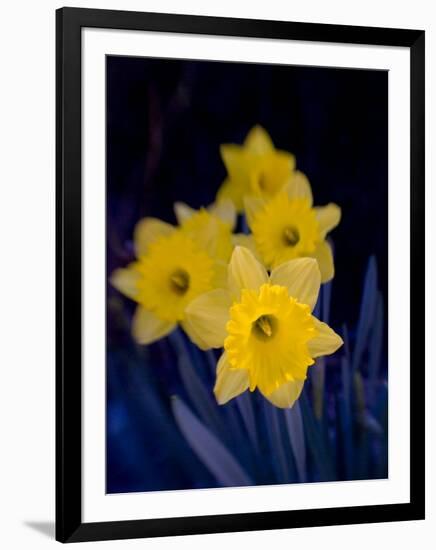 Daffodil in Bloom, New York, New York, USA-Paul Sutton-Framed Photographic Print