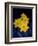 Daffodil in Bloom, New York, New York, USA-Paul Sutton-Framed Photographic Print