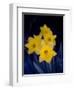 Daffodil in Bloom, New York, New York, USA-Paul Sutton-Framed Photographic Print