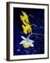 Daffodil in Bloom, New York, New York, USA-Paul Sutton-Framed Photographic Print