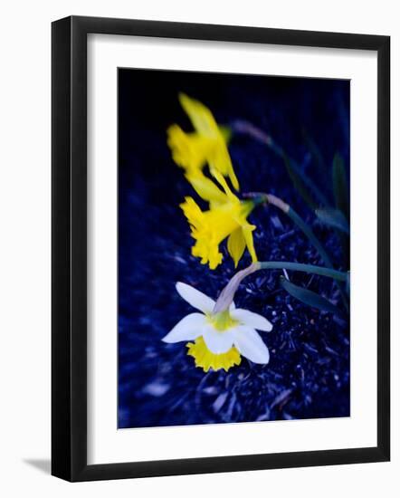 Daffodil in Bloom, New York, New York, USA-Paul Sutton-Framed Photographic Print