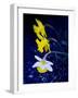 Daffodil in Bloom, New York, New York, USA-Paul Sutton-Framed Photographic Print