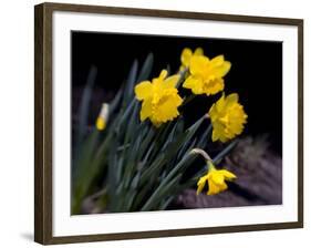 Daffodil in Bloom, New York, New York, USA-Paul Sutton-Framed Photographic Print