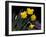 Daffodil in Bloom, New York, New York, USA-Paul Sutton-Framed Photographic Print