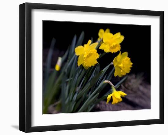 Daffodil in Bloom, New York, New York, USA-Paul Sutton-Framed Photographic Print