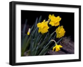 Daffodil in Bloom, New York, New York, USA-Paul Sutton-Framed Photographic Print