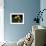 Daffodil in Bloom, New York, New York, USA-Paul Sutton-Framed Photographic Print displayed on a wall