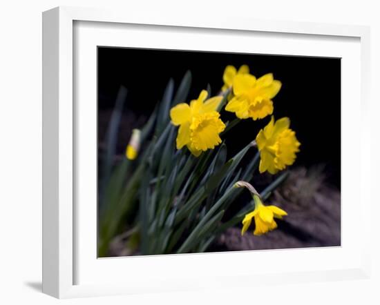 Daffodil in Bloom, New York, New York, USA-Paul Sutton-Framed Photographic Print