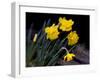 Daffodil in Bloom, New York, New York, USA-Paul Sutton-Framed Photographic Print