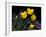 Daffodil in Bloom, New York, New York, USA-Paul Sutton-Framed Photographic Print