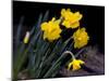 Daffodil in Bloom, New York, New York, USA-Paul Sutton-Mounted Photographic Print