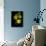 Daffodil in Bloom, New York, New York, USA-Paul Sutton-Photographic Print displayed on a wall