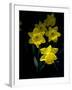 Daffodil in Bloom, New York, New York, USA-Paul Sutton-Framed Photographic Print