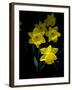 Daffodil in Bloom, New York, New York, USA-Paul Sutton-Framed Photographic Print